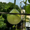Edible Bottle Gourd, 15 Seeds