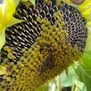 Dwarf Edible Sunflower Seeds, 10g