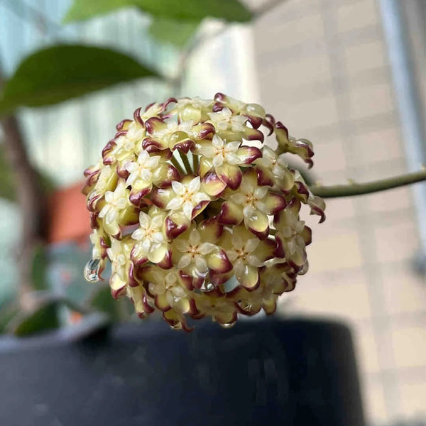 Hoya finlaysonii 'Nova', 2 Cuttings