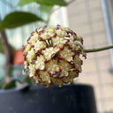 Hoya finlaysonii 'Nova', 2 Cuttings