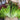 Red Loose-leaf Lettuce Seeds, 5g