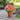 W1336 Double Zahara Salmon Zinnia, 5 Seeds