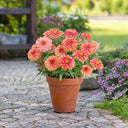 W1336 Double Zahara Salmon Zinnia, 5 Seeds
