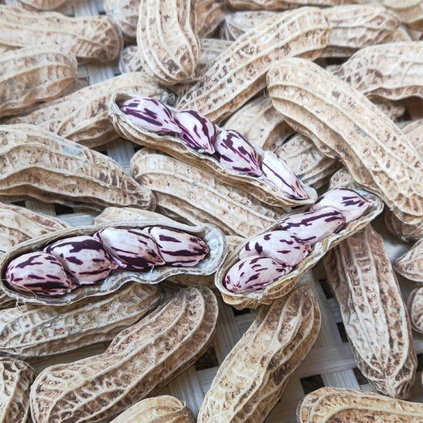 Rainbow Peanut, 20 Seeds