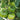 Super Sweet Sandy Green Tomato, 100 Seeds