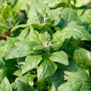 New Zealand Spinach Seeds, 20g