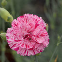 Frilly Mixed Carnation, 10 Seeds