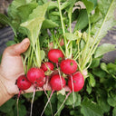 Cherry Radish Seeds, 10g