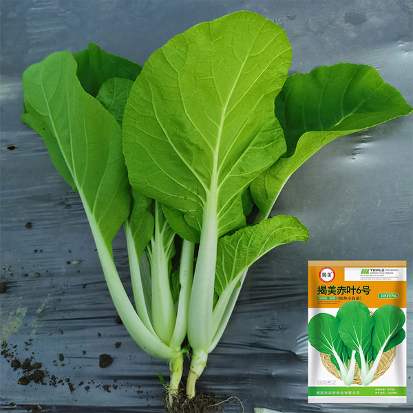 'Chiye No.6' Pak Choi Seeds, 25g