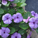 Blue Madagascar Periwinkle Seeds, 100 Seeds