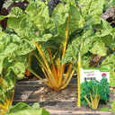 Golden-Leaf Chard Seeds, 5g