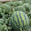 “Jinxiu Tianwang” Watermelon Seeds, 200 Seeds