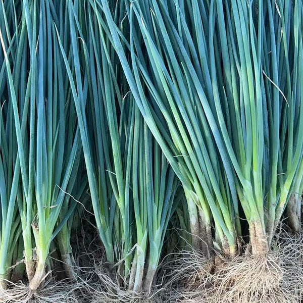 Jiemei Black-leaf Chives Seeds, 5g