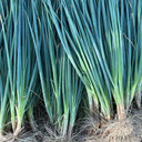 Jiemei Black-leaf Chives Seeds, 5g
