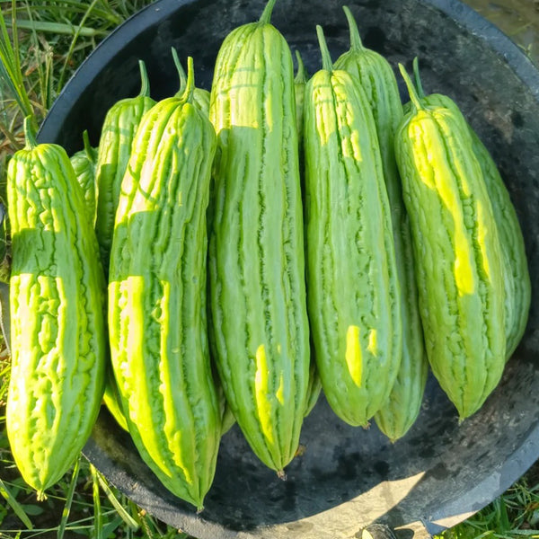 Jiemei No.5 Bitter Gourd, 50 Seeds