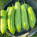 Jiemei No.5 Bitter Gourd, 50 Seeds