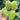 Little Hedgehog Cucumber Seeds, 0.5g