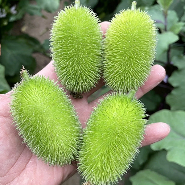 Little Hedgehog Cucumber Seeds, 0.5g