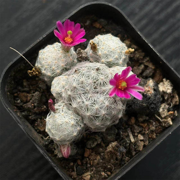 Mammillaria humboldtii, 2-3cm