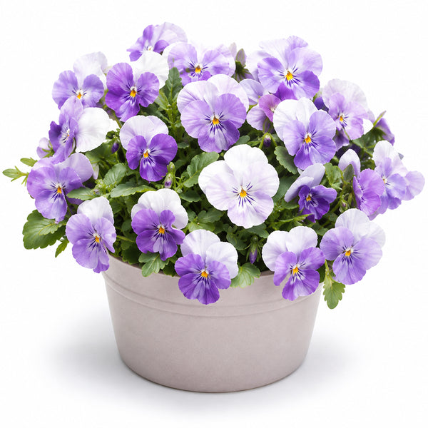 U2337 Floral Power Pink Beacon F1 Viola, 5 Seeds