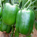 Square Green Pepper Seeds, 30 Seeds