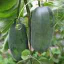 Flying No.8' Sweet Melon Hybrid F1 Seeds, 50 Seeds