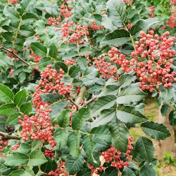 Dahongpao Sichuan Peppercorn, 100 Seeds
