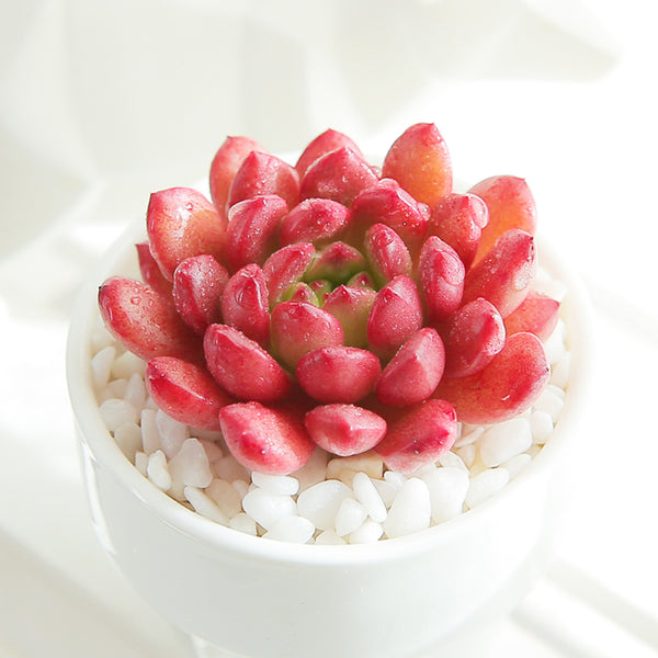 Sedeveria 'Pink Ruby', 3pcs x 1-head