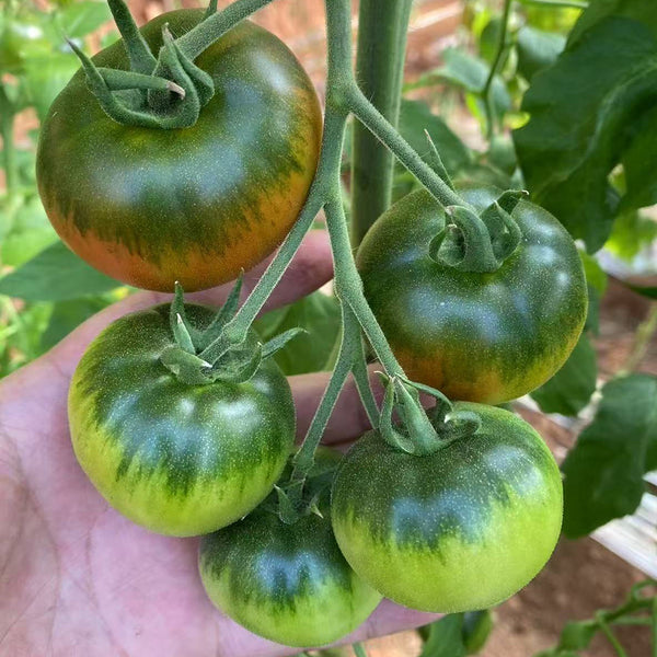 Crisp Sweet Strawberry Tomato, 20 Seeds