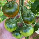 Crisp Sweet Strawberry Tomato, 20 Seeds
