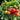 769 Mini Pig Red Tomato, 5 Seeds