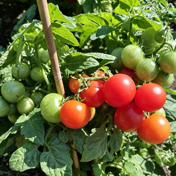 769 Mini Pig Red Tomato, 5 Seeds