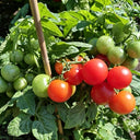 769 Mini Pig Red Tomato, 5 Seeds