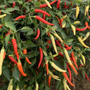 Yanjiao 528 Facing Heaven Pepper Seeds, 0.5g