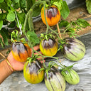 1068 Golden Veil F6 Tomato, 5 Seeds