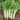 Erbai Pi Stems Lettuce Seeds, 10g