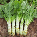 Erbai Pi Stems Lettuce Seeds, 10g