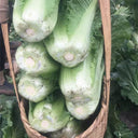 Super Green Pioneer Chinese Cabbage, 5 × 4g Bags