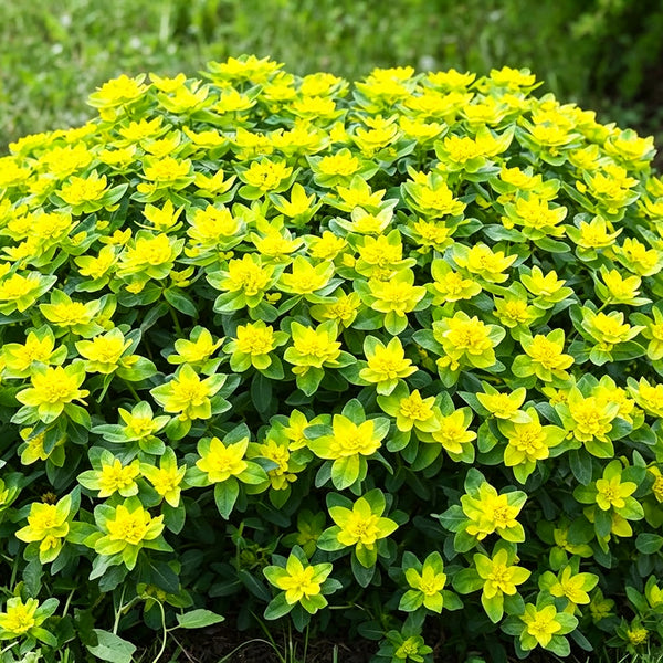 Cushion Spurge, 5 Seeds