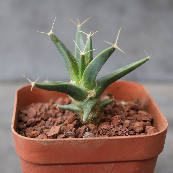 Leuchtenbergia principis, 4-5cm