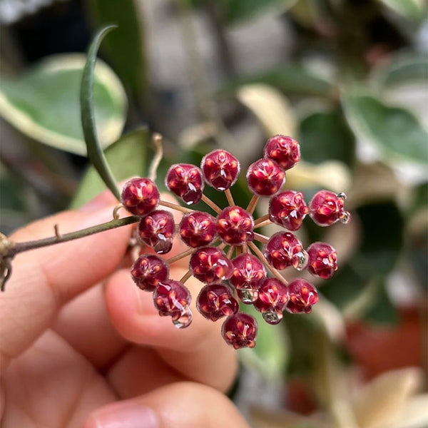 Hoya rosita, 5 Cuttings
