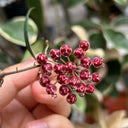Hoya rosita, 5 Cuttings