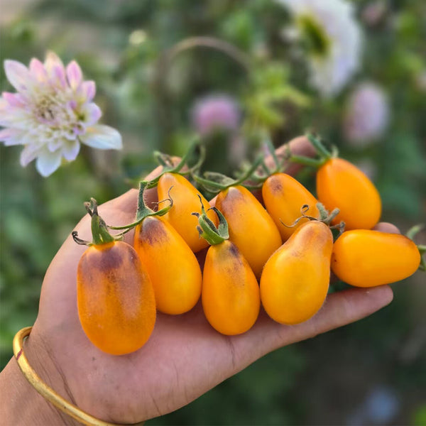 916 Blue Star Tears Tomato, 5 Seeds