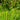 English Ribwort Plantain, 10 Seeds