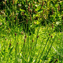 English Ribwort Plantain, 10 Seeds