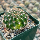 Lobivia Cactus, 3-4cm