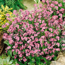 Pink Alpine forget-me-not Seeds, 200 Seeds