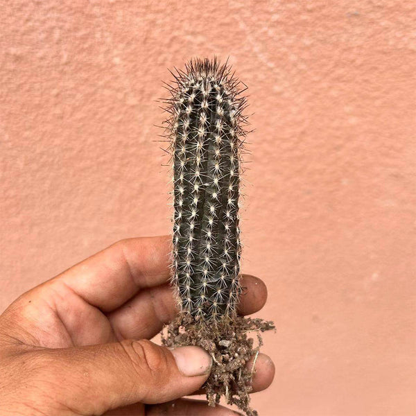 Setiechinopsis mirabilis, 4-5cm