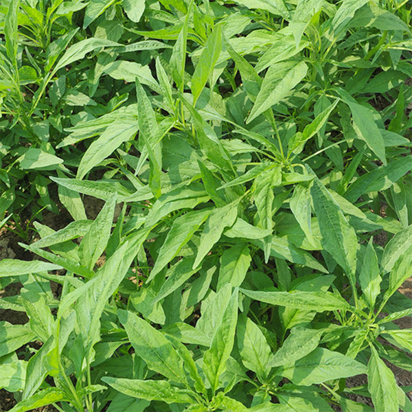 Willow-Leaf Amaranth Seeds, 10g