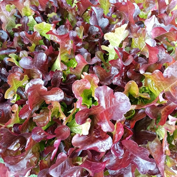 Red Maple Oak Leaf Purple Lettuce Seeds, 5g